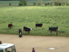 Christ Church Meadow and its cows