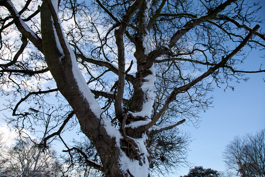 Snowy Tree