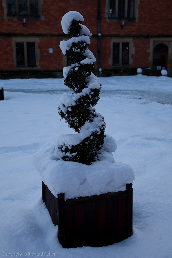 Heslington Hall Ornamental Tree