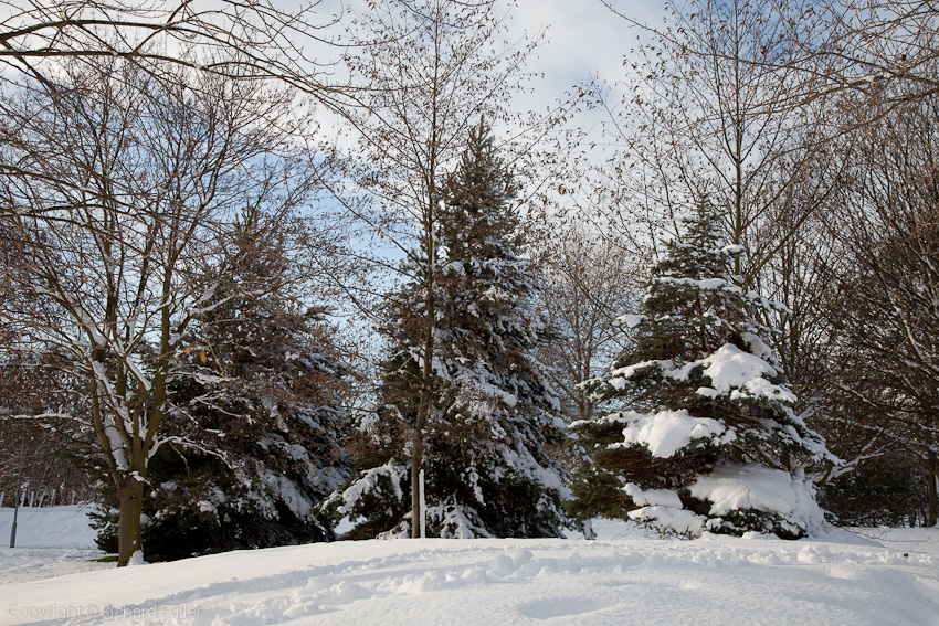 Snowy Trees