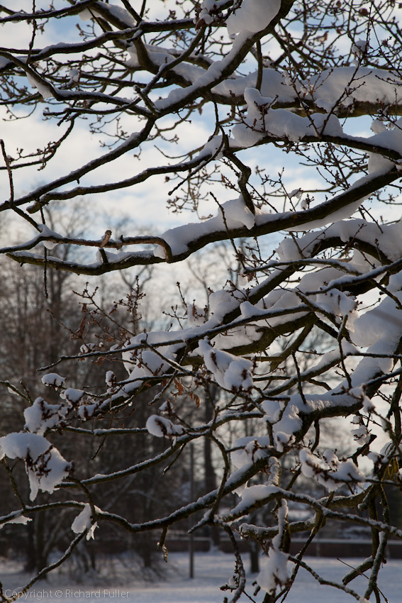 Snowy Tree